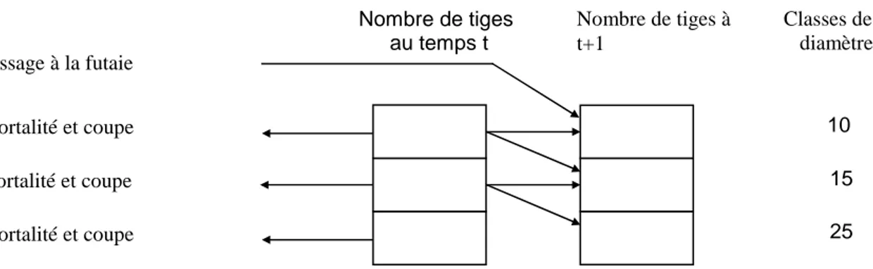 Figure 1.5 : Présentation schématique des transferts entre les classes de diamètre  