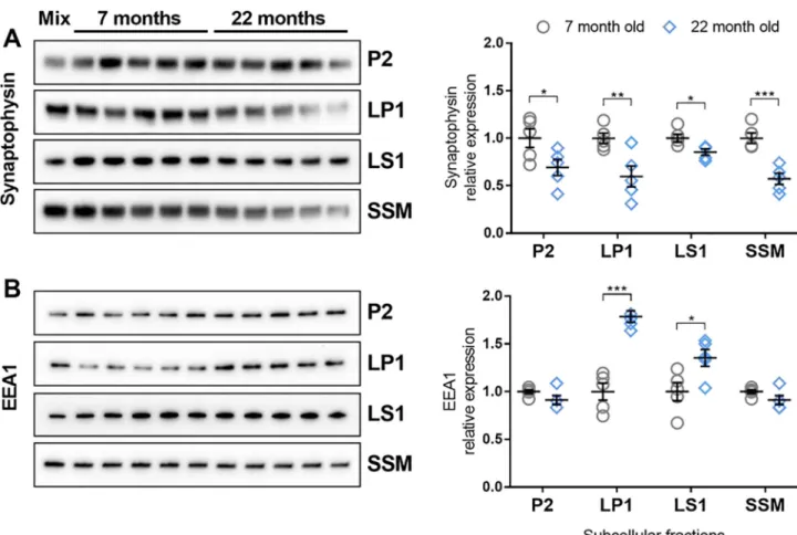 Fig. 6. Synaptophysin and EEA1 protein levels are signiﬁcantly altered in aged mice. Quantitative immunoblots were completed to determine synaptophysin (A) and EEA1 (B) protein levels in crude synaptosome (P2), in synaptosomal membranes (LP1), in cytosolic