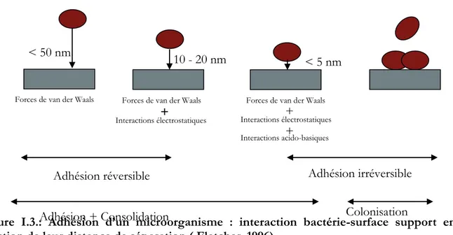 Figure  I.3.:  Adhésion  d’un  microorganisme  :  interaction  bactérie-surface  support  en  fonction de leur distance de séparation ( Fletcher, 1996)