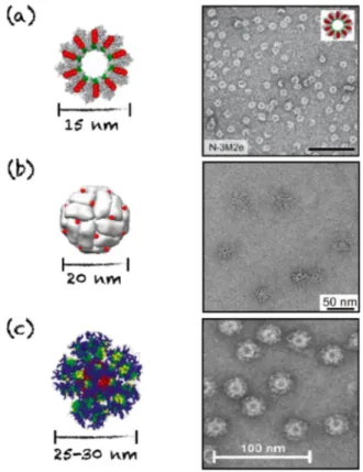 Figure 5. Schematic representations and TEM images of rings and cages evaluated as nanovaccines