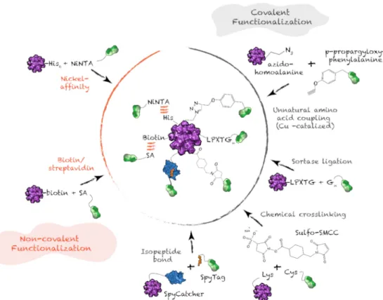 Figure 7. Covalent and non-covalent post-assembly functionalization. SA: streptavidin; G n : polyglycine motif.