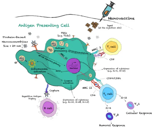 Figure 8. Schematic representation of the contributions of antigen presenting cells in the adaptive immune response following vaccination with protein nanoassemblies