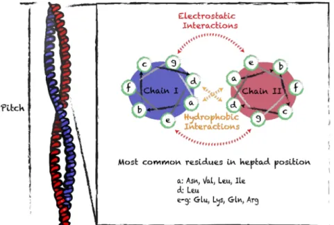 Figure 2. Schematic representation of the coiled-coil supramolecular structure and helical wheels of heptad sequences