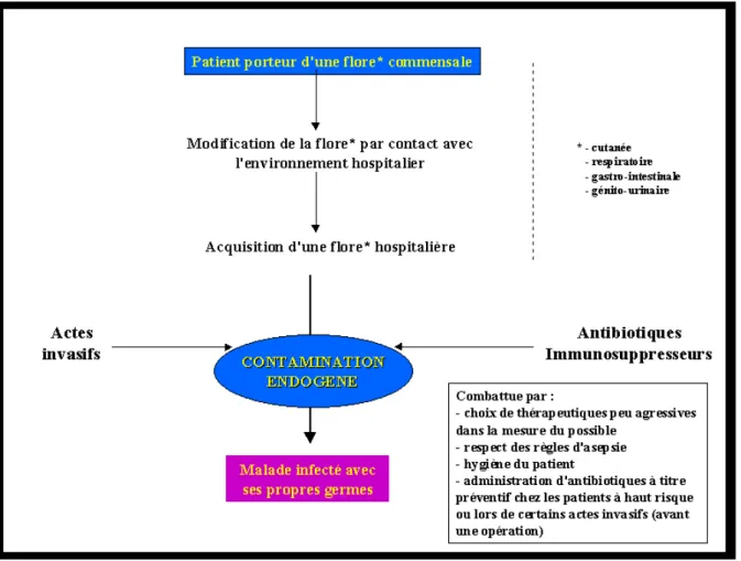 Figure 5 : schéma des modes de contamination nosocomiale endogène 