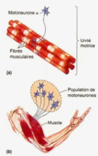 Figure 2.1  Illustration (a) d' une  unité motrice et (b) d' une activation de plusieurs  unités motrices provoquant une action musculaire