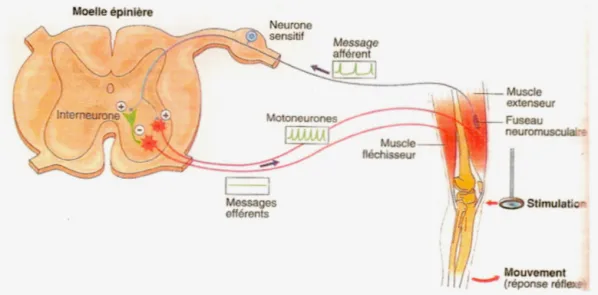 Figure 2.2 Illustration d' un réflexe à  l' étirement impliquant un fuseau  neuromusculaire dans le quadriceps (réflexe rotulien)
