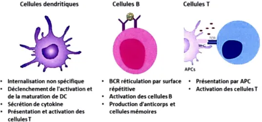 Figure 1.2 Exemples de cellules du système immunitaire adaptatif qui reconnaissent  et  dirigent  la  réponse  contre  les  pathogènes  (adapté  de  (Gomes,  Ariane  C