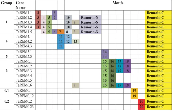 Fig. 5. Schematic diagram of the conserved motifs in 20 wheat remorin (REM) genes. The motifs were identified by Multiple Em for Motif Eluci- Eluci-dation (MEME) software