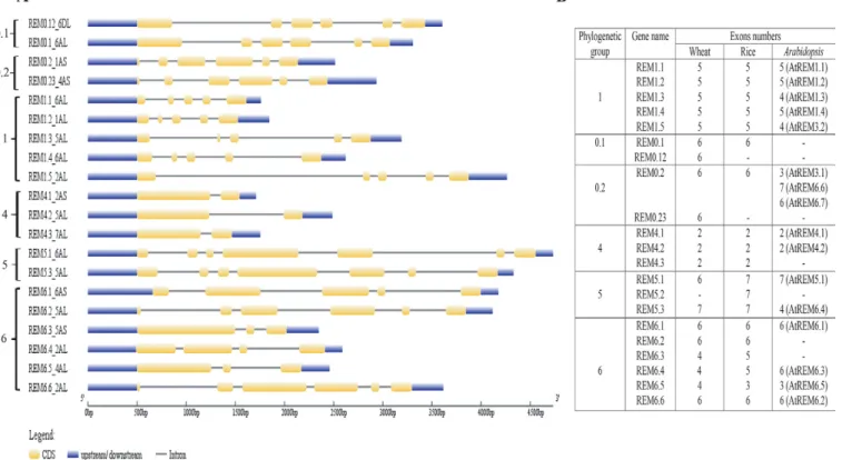 Fig. 4. Gene structure of the remorin (REM) gene family in wheat. (A) The exon–intron structures were determined by comparing the coding  sequences of TaREM genes and their corresponding genomic sequences