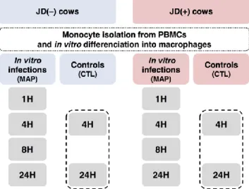 Figure 2.1 Experimental design. Monocyte were isolated from Johne’s disease negative