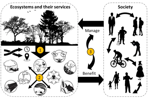 Figure 1.9: Graphical abstract of the thesis showing the three specific research questions in relation  to a stylized representation of a SES composed of ecosystems, the benefits they provide to society,  and society’s feedbacks through ecosystem and ES ma