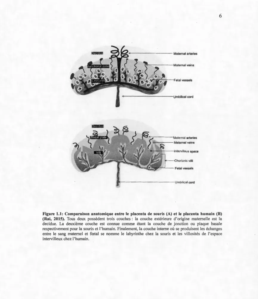 Figure  1.1:  Comparaison  anatomique  entre  le  placenta  de  souris  (A)  et  le  placenta  humain  (B)  (Rai,  2015)