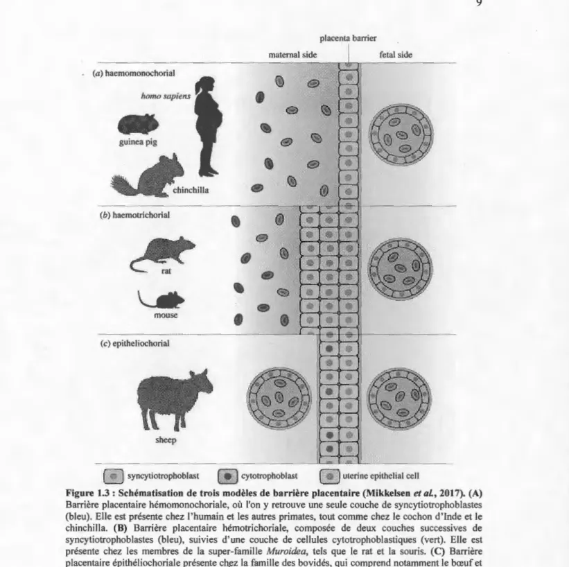 Figure 1.3: Schématisation de trois modèles de barrière placentaire (Mikkelsen  et al., 201 7)