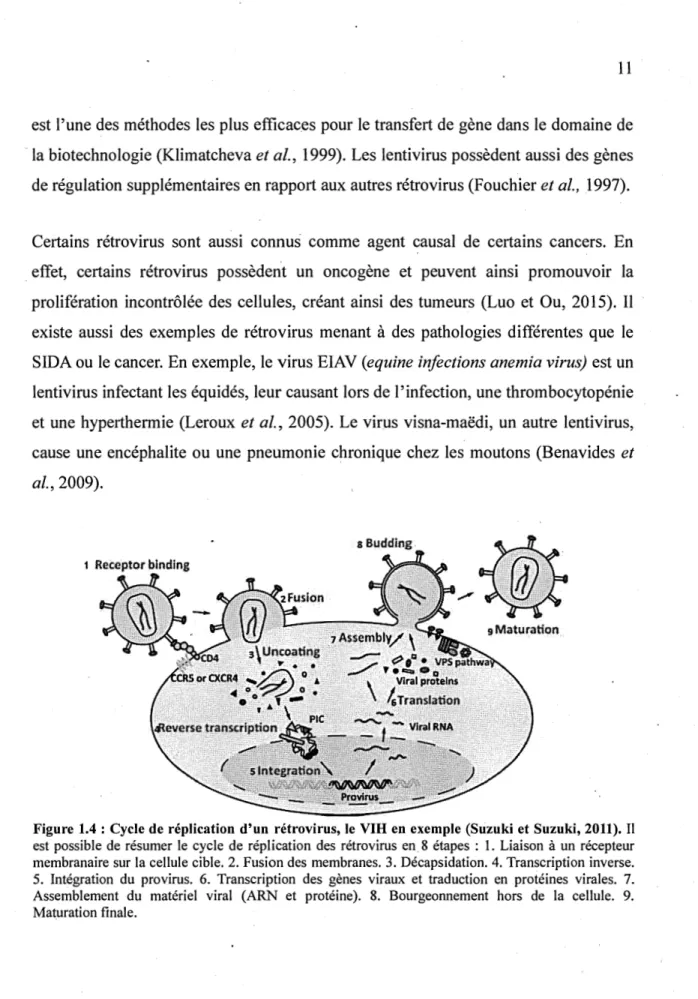 Figure 1.4: Cycle de réplication d'un  rétrovirus, le  vm  en  exemple (Suzuki et Suzuki, 2011)