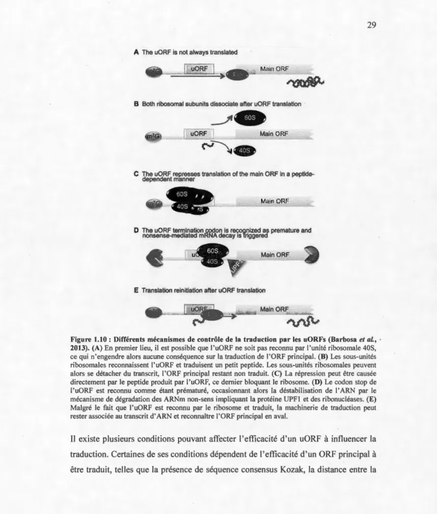 Figure  1.10 :  Différents  mécanismes de contrôle de  la  traduction  par les  uORFs (Barbosa  et al