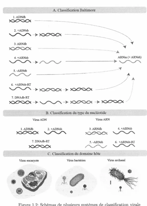 Figure  1.2:  Schémas  de plusieurs systèmes  de  classification  virale  (Mahmoudabadi  et  Phillips,  2018)  adaptée 