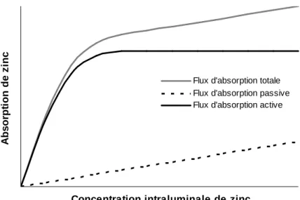 Figure  1  Flux  d’absorption  passive,  d’absorption  active  et  d’absorption  totale  de  zinc  en  fonction de sa concentration luminale