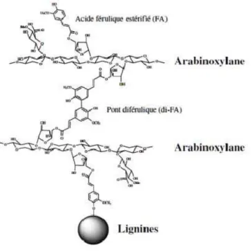 Figure I-16. Réticulation des arabinoxylanes entre eux et avec les lignines via des pontages 