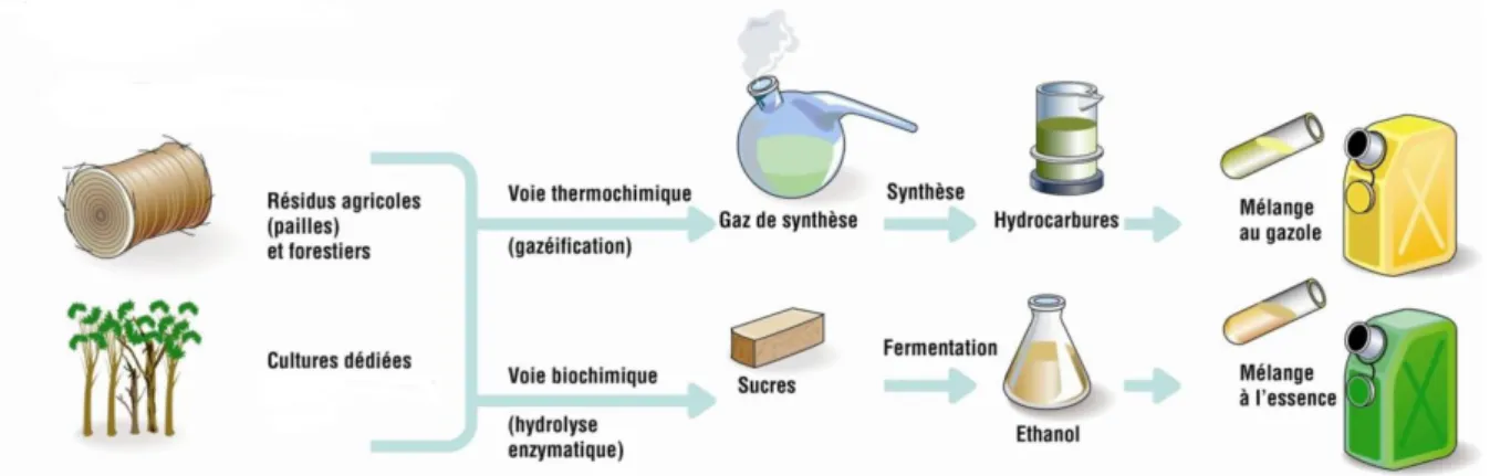 Figure  1.4.  Principales  filières  et  matières  premières  des  biocarburants  de  2 ème   génération  (source : IFPEN)