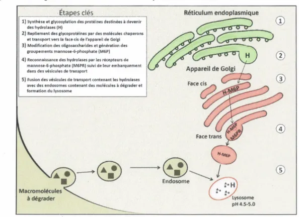 Figure 1 - Étapes clés de la formation du lysosome 
