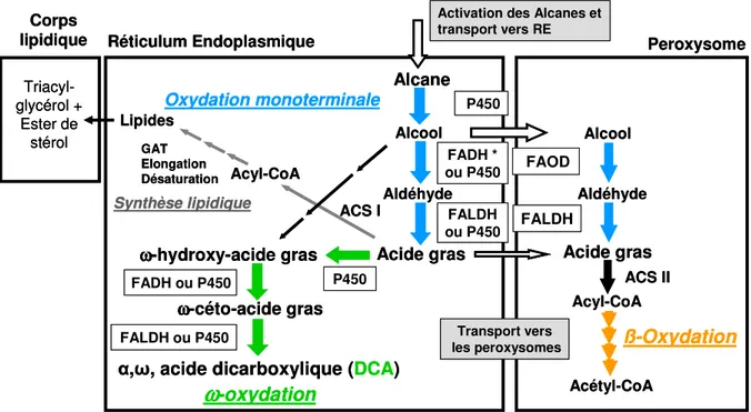 Figure  8 :  Voies  métaboliques  principales  et  compartiments  cellulaires  impliqués  dans  la  dégradation  des  substrats hydrophobes chez la levure