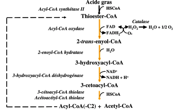 Figure 11. Voie de la  -oxydation des acides gras saturés chez les levures.  