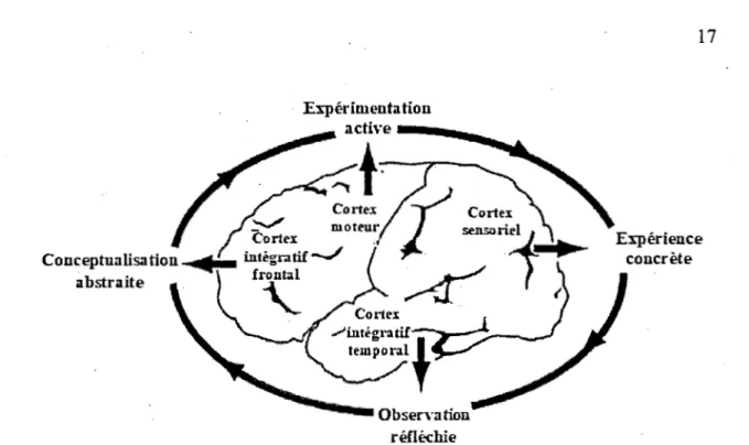 Figure 1.4  Cycle de  l'apprentissage expérientiel  et régions  associées  dans  le cortex  cérébral (adapté de Zull, 2002) 