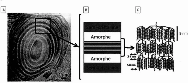 Figure  2.2.  Organisation en  lamelles  et  alternance  des  zones  cristallines et amorphes  dans un grain d'amidon: (A) Image en microscopie électronique d'une coupe ultrafine  d'un  grain  d'amidon