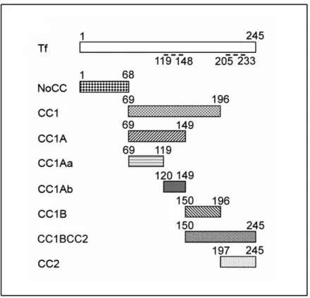 Figure 19 : Représentation schématique de la toxofiline totale et des domaines de la  toxofiline utilisés dans cette étude 