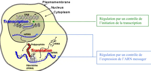 Figure 4 : Schéma général de la synthèse d'une protéine avec les différentes étapes de transcription et de 