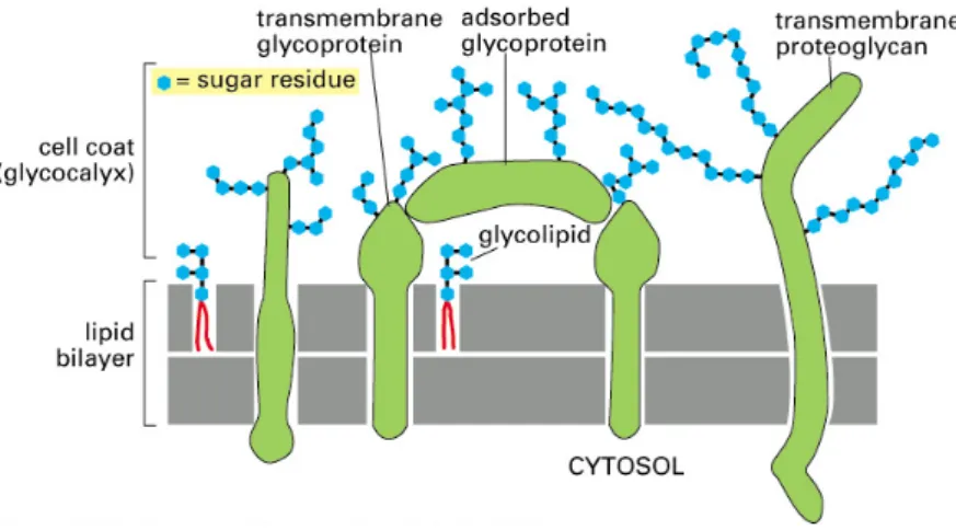 Figure 15 : Schéma montrant la structure du glycocalyx à la surface de la membrane cellulaire