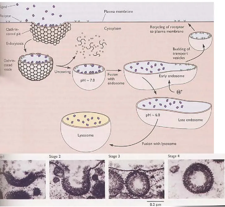 Figure 16 : Schéma illustrant les mécanismes de l’endocytose médiée par récepteur (en haut)
