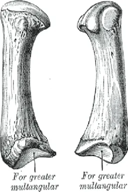 Figure 4: Anatomie du 1 er  métacarpien : Greater multangular : Trapèze (d’après  Henri Gray’s anatomy, 