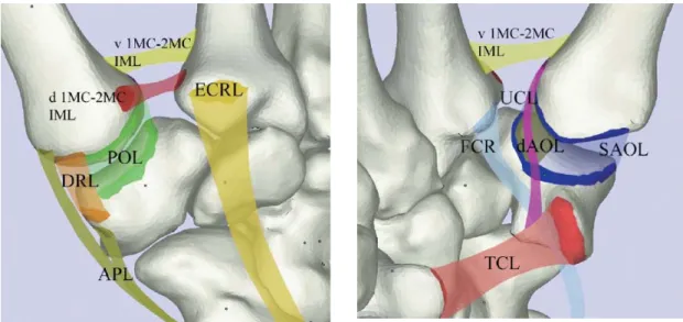 Figure 9 : Structures ligamentaires selon Nanno et coll. [19]. Les ligaments et les structures osseuses ont  été numérisés  