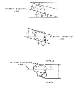 Figure 17: Position de l’axe de flexion-extension dans le trapèze (d’après Hollister et coll