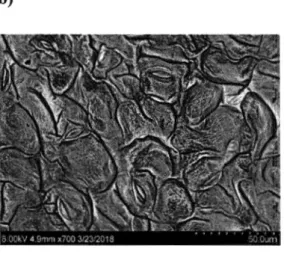 Figure 3.2 : Photos des stomates prises sur les feuilles provenant de la campagne  2.  Exemples  de  surfaces  foliaires  observées  au microscope  électronique  à balayage  (MEB) (Hi-SEM S-3400N, Hitachi®)