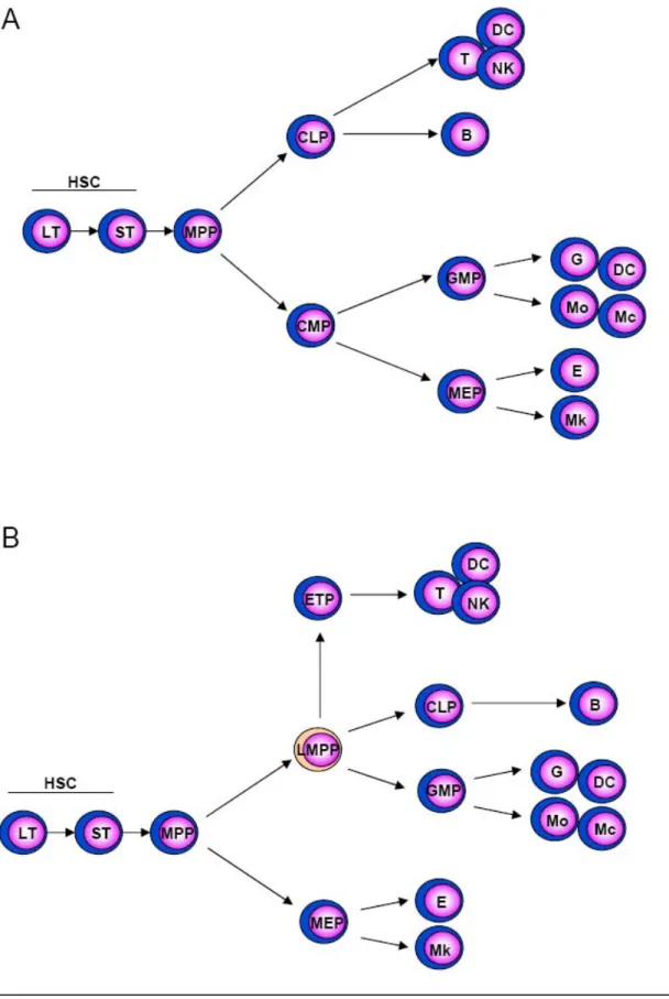 Figure 1 : Deux modèles de différenciation hématopoïétique 