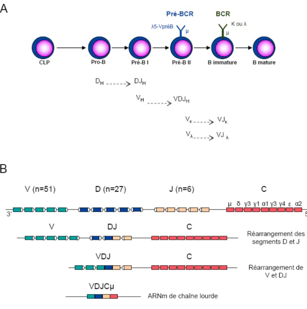 Figure 2 : Développement des lymphocytes B dans la moelle osseuse 