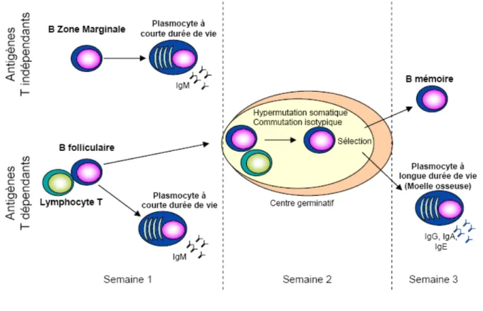 Figure 3 : Différents types de réponses immunitaires et plasmocytes/cellules mémoires associés 