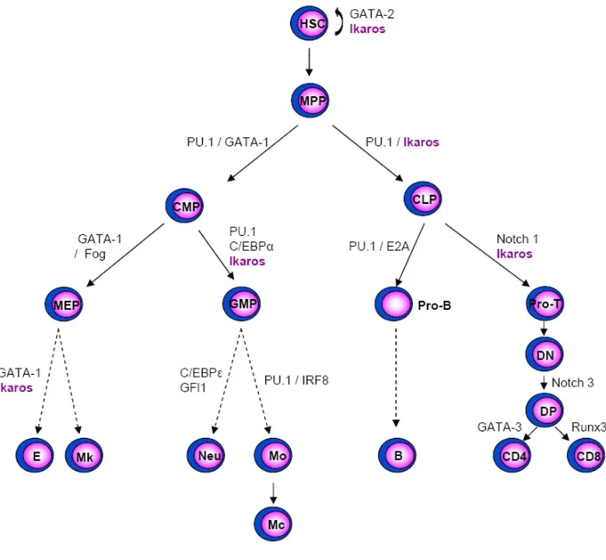 Figure 4 : Principaux facteurs de transcription impliqués dans les étapes précoces de la  différenciation hématopoïétique puis dans les lignages érythromyéloïdes et lymphoïdes  