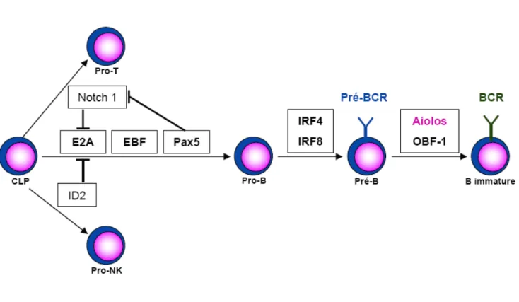 Figure  5 :  Principaux  facteurs  de  transcription  impliqués  au  cours  de  la  différenciation  des  lymphocytes B dans la moelle osseuse  