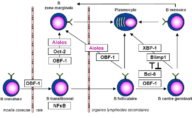 Figure 6 : Principaux facteurs de transcription impliqués dans la maturation des lymphocytes B 