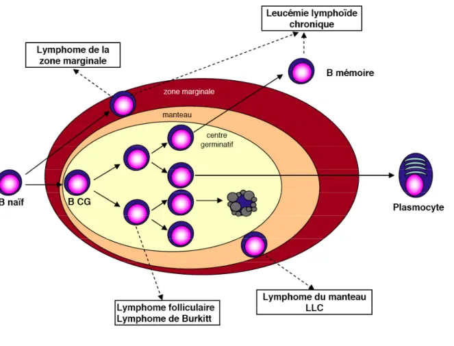 Figure 7 : Origines cellulaires potentielles des lymphomes B  (D’après Küppers 2005)