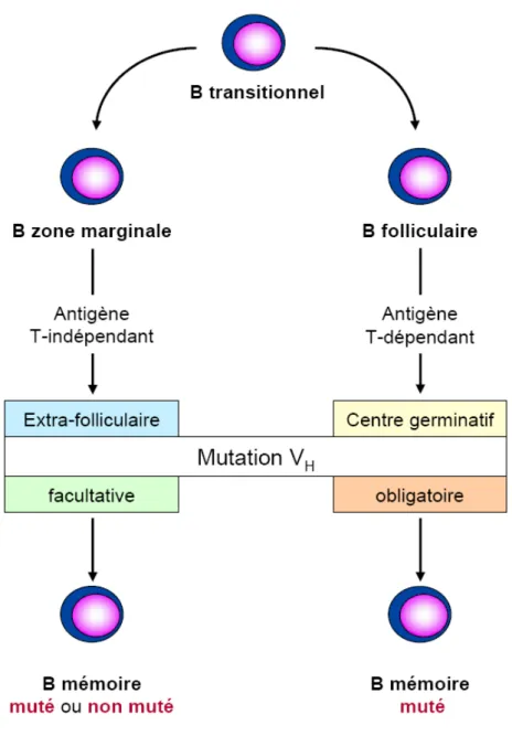 Figure 8 : Deux voies alternatives de maturation des lymphocytes B, à l’origine de lymphocytes B  mémoires mutés ou non mutés  