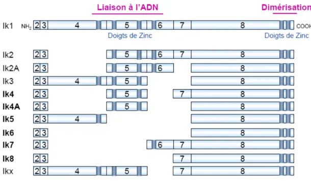 Figure 9 : Structure des protéines Ikaros et Aiolos 