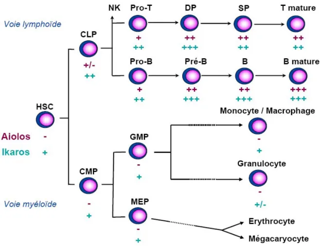 Figure 10 : Expression des protéines Ikaros et Aiolos au cours de l’hématopoïèse 