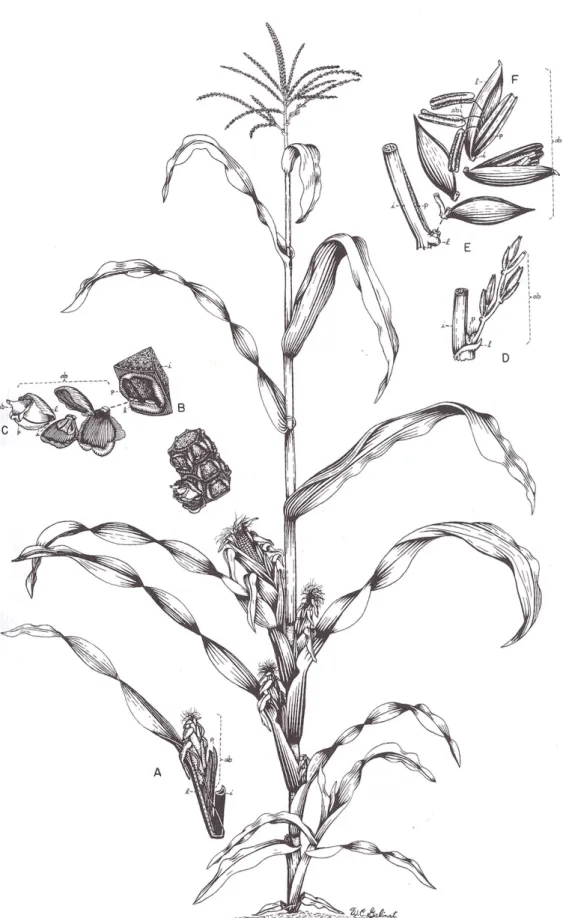 Fig. I-1. Schéma d’un plante de maïs au stade de floraison (d’après Freeling et Walbot, 1996)