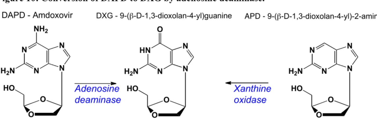 Figure 10: Conversion of DAPD to DXG by adenosine deaminase.