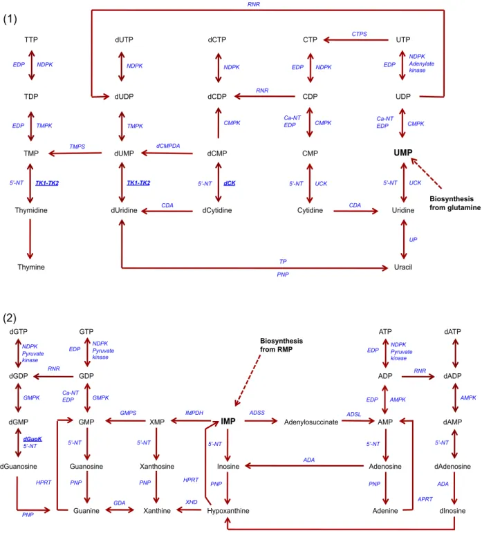 Figure  18:  (1)  Pyrimidine  and  (2)  purine  nucleotide  synthesis.  Enzymes  are  depicted  in  blue  and  metabolites in black, kinases of the salvage pathway are underlined