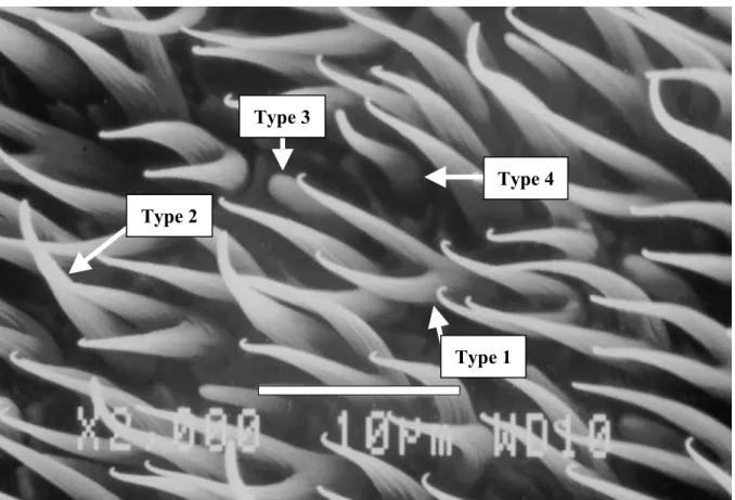 Figure 22 : Structures cuticulaires de différents types sur la surface de la massue antennaire